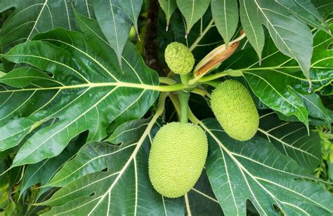 The Fascinating History and Cultivation of Breadfruit