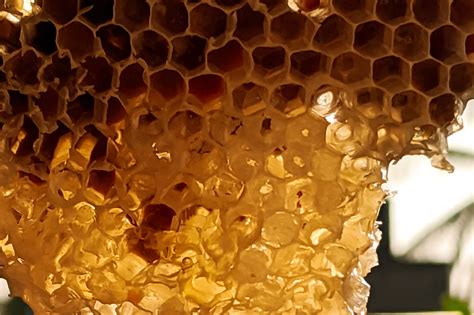 The Fascinating History and Cultural Significance of Honey