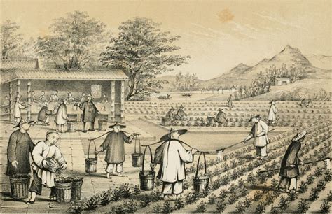 The Fascinating History and Origins of Tea Infused with Creamy Milk