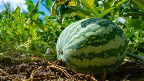 The Fascinating History and Origins of Watermelon: From Ancient Egypt to Modern Times