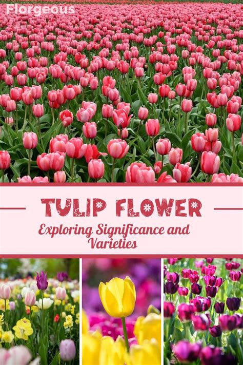 The Fascinating History and Symbolic Significance of Tulips