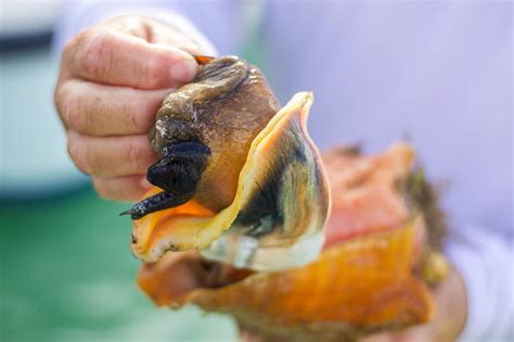 The Fascinating History of Consuming Conch