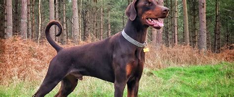 The Fascinating History of the Black Doberman