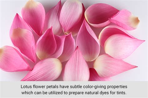 The Fascinating History of the Blush Tinted Lotus Blossom