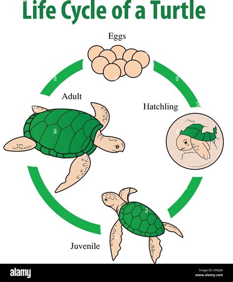 The Fascinating Life Cycle of Sea Turtles