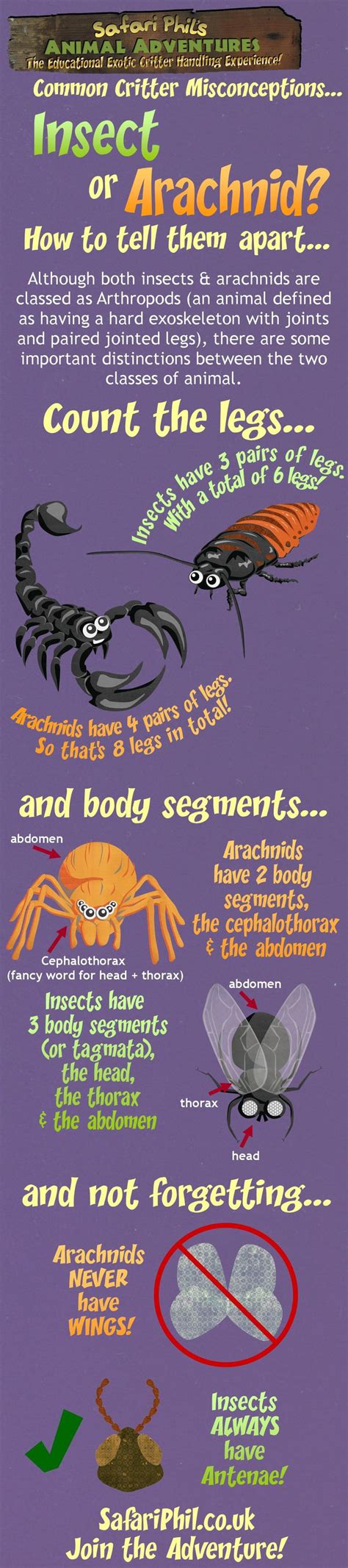 The Fascinating Link Between Arachnids and Unconscious Longings