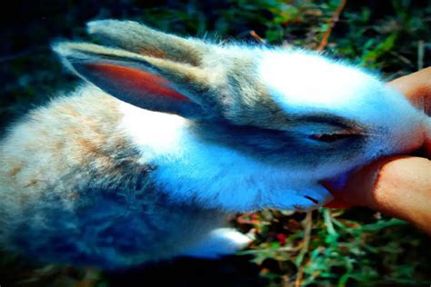 The Fascinating Link Between Rabbits and Fertility in Dreams