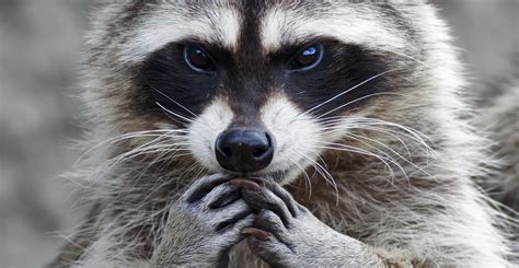 The Fascinating Link Between Raccoons and Metamorphosis in Dreams