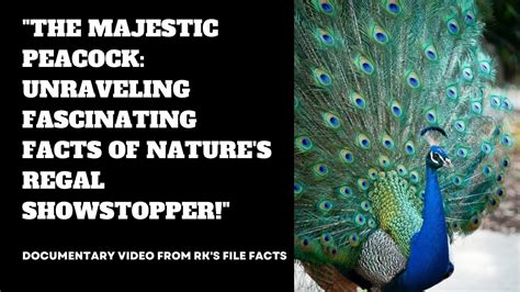 The Fascinating Movements of the Majestic Peacock: Unraveling the Enigma