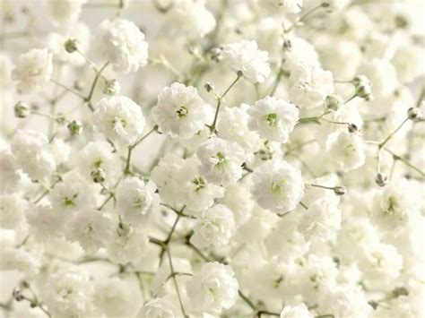 The Fascinating Origins of Baby's Breath