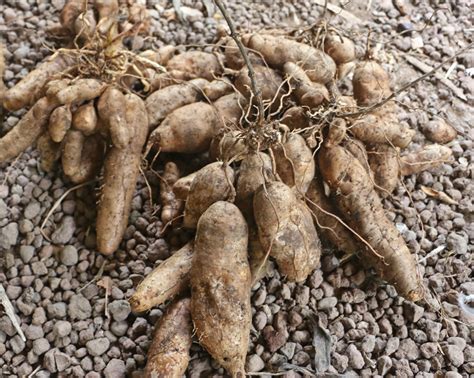 The Fascinating Qualities of Yam Seed