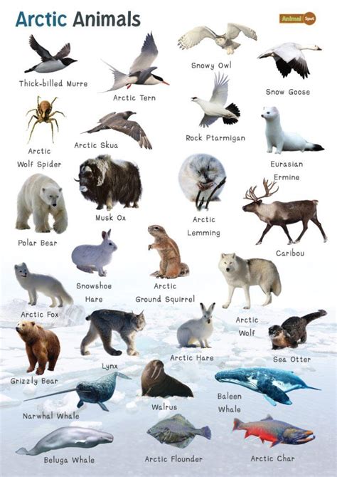 The Fascinating Realm of Arctic Fauna