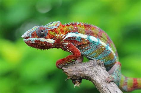 The Fascinating Realm of Chameleons