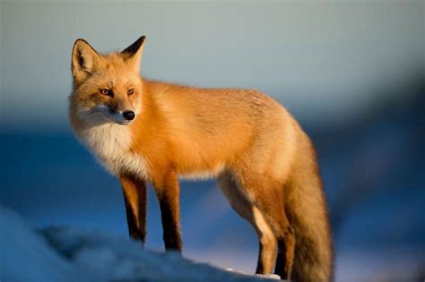 The Fascinating Realm of Foxes: Exploring their Distinctive Characteristics