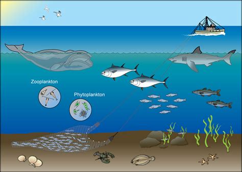 The Fascinating Role of Massive Fish in Ecosystems