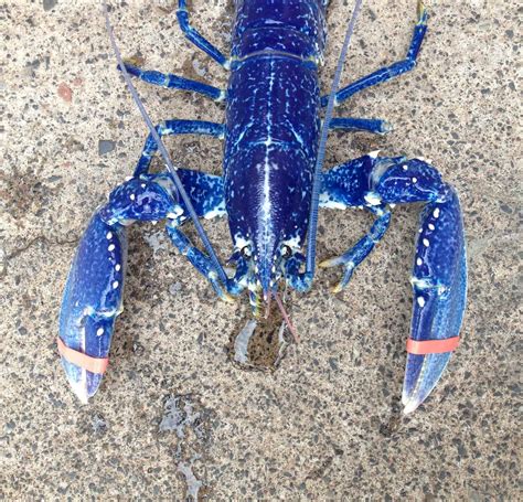 The Fascinating Science Behind the Alluring Blue Coloration of Lobsters