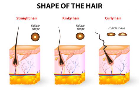 The Fascinating Science Behind the Growth of Hair Inside Our Ears