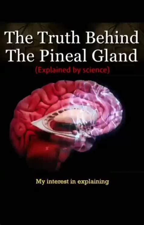 The Fascinating Science Behind the Pineal Gland