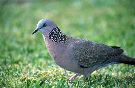 The Fascinating Science of Azure Pigmentation in Columbidae