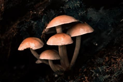 The Fascinating Symbolism of Mushroom Dreaming