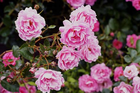 The Fascinating Tale and Cultural Significance of the Beloved Rose