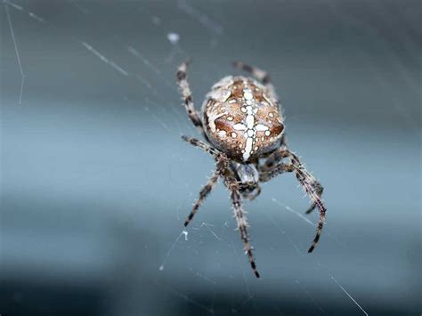 The Fascinating Traits of Weaving Arachnids