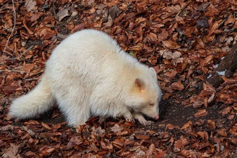 The Fascinating World of Albino Raccoons