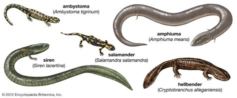 The Fascinating World of Amphibian Larvae