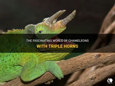 The Fascinating World of Chameleons