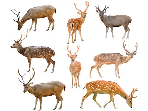 The Fascinating World of Deer