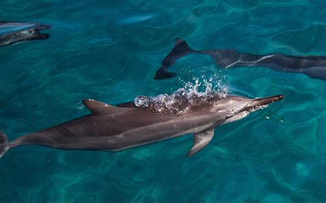 The Fascinating World of Dolphin Communication: Revealing their Intricate Language