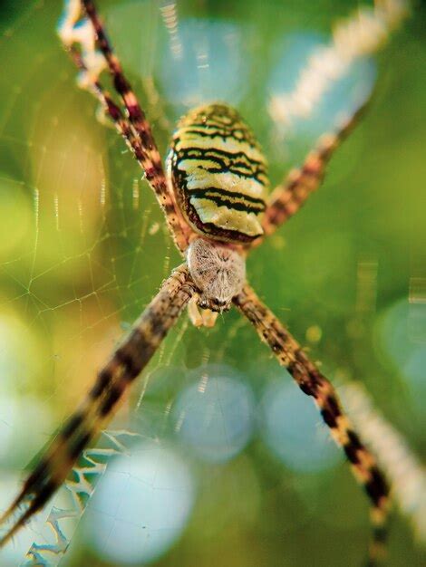 The Fascinating World of Feline Arachnids