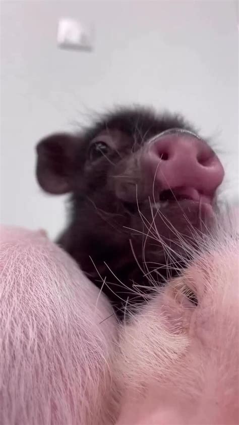 The Fascinating World of Imaginary Piglets