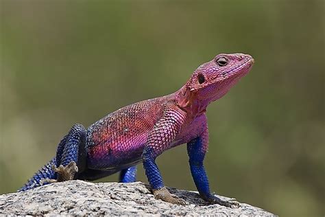 The Fascinating World of Lizards