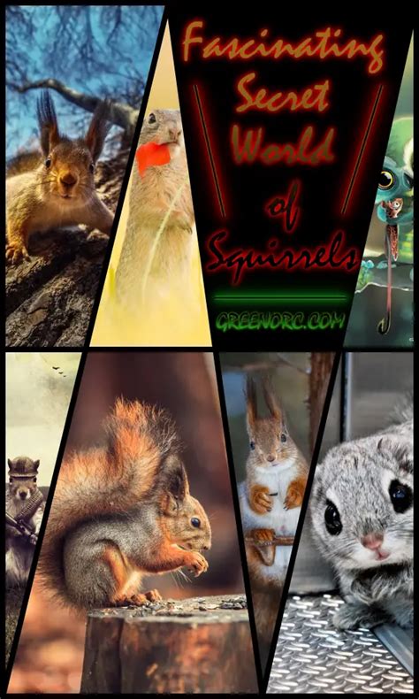 The Fascinating World of Squirrels