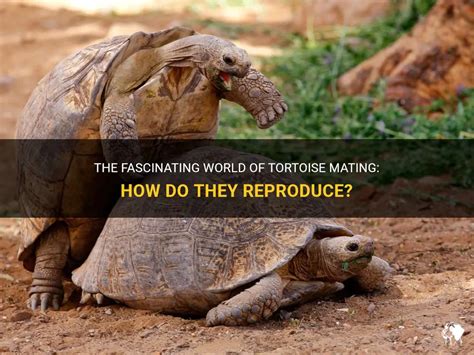 The Fascinating World of Tortoises