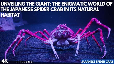 The Fascinating World of the Enigmatic Giant Crab