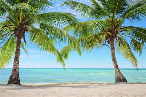 The Fascination of Palm Trees: A Symbol of Paradise