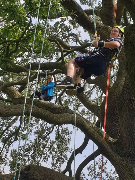 The Fascination of Tree Climbing: Discovering a Unique Experience