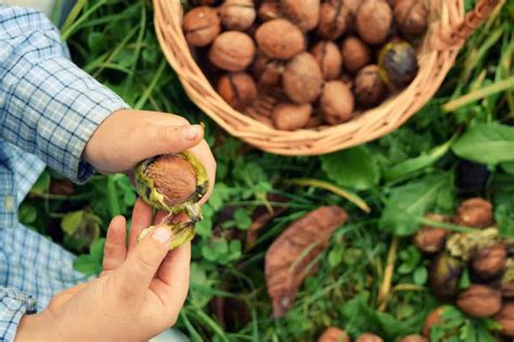 The Fascination of Walnut Harvest: Rediscovering the Beauty of Nature