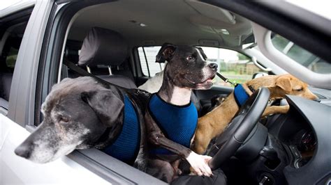 The Fascination with Canine Driving Abilities