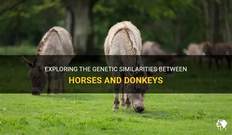 The Fascination with Donkey Horses: A Mythical Creature or a Genetic Possibility?