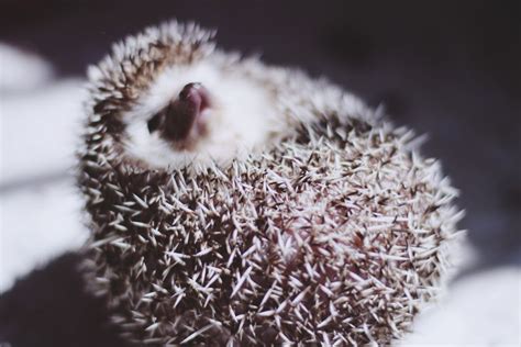 The Fascination with Hedgehogs: A Unique Animal in Dreams