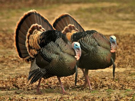 The Fascination with Oversized Turkeys: Exploring the Origins and Popularity