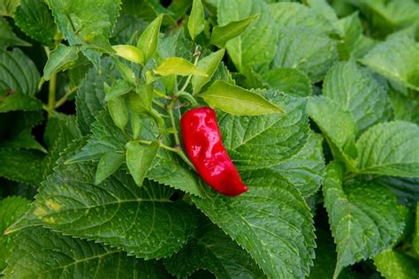 The Flaming Roots: Unveiling the Origins and Expansion of Chilli