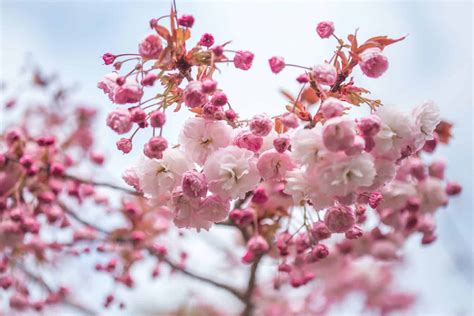 The Fleeting Elegance of Flowering Trees