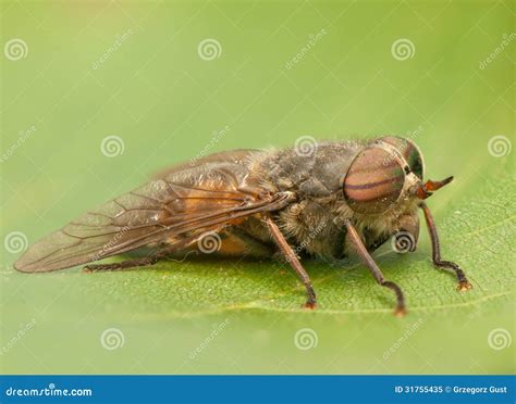 The Fly as a Symbol of Annoyance and Intrusion