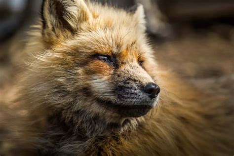 The Fox's Remarkable Adaptations: Nature's Astonishing Marvel