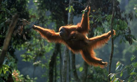 The Fragile Equilibrium of Orangutan Habitat Conservation