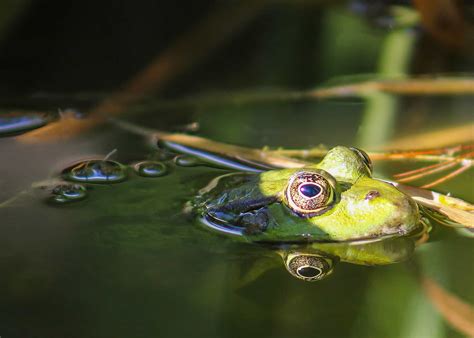 The Frog as a Reflection of Nature's Balance and Harmony